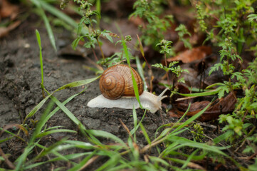 snail after autumn rain