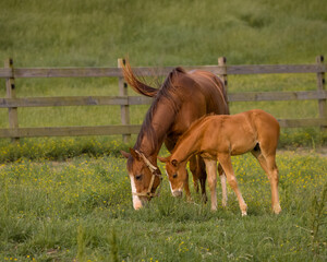 foal and mare