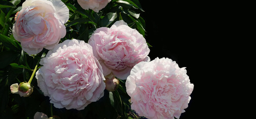 Top view of a large bush of pink peonies in a garden.