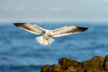 Kelp or Dominican gull (Larus dominicanus) landing on rocks along the Hermanus coastline. Whale Coast, Overberg, Western Cape, South Africa.