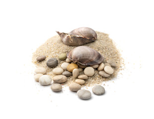 Seashells in Sand Pile Isolated
