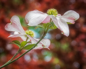 White Dogwood blossoms in spring against a blurry red background