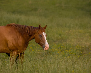 Horse grazing in the field