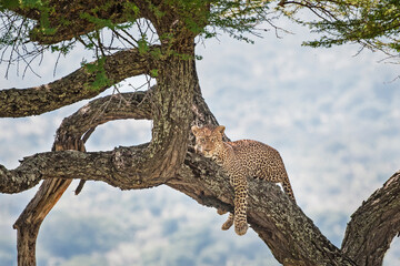 Fototapeta na wymiar Leopard resting in a tree in Tarangire National Park, Tanzania, Africa