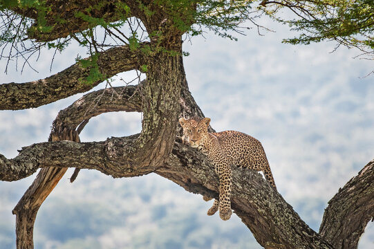 Leopard resting in a tree in Tarangire National Park, Tanzania, Africa