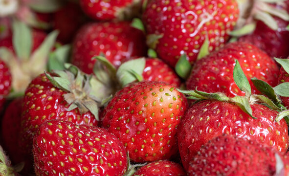 Ripe, large strawberries in a basket. Red, juicy and fresh fruit in a basket. Strawberry season.