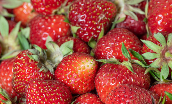Ripe, large strawberries in a basket. Red, juicy and fresh fruit in a basket. Strawberry season.