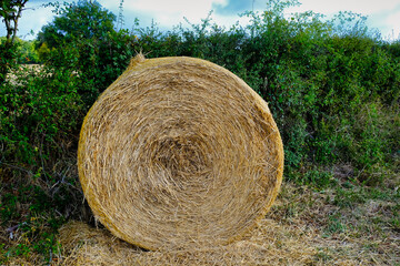 Round hay bale against a background of green shrubbery