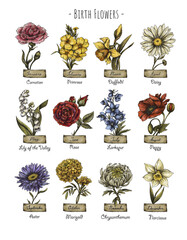 Vintage birth month flowers, Birth flowers, magic floral illustration - 533756972
