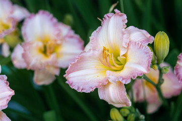 Fototapeta na wymiar pink daylily flowers with Frosted Vintage Ruffled close-up in the garden. Natural natural background of flowers