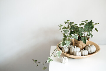 Obraz na płótnie Canvas Sustainable Eco-Friendly Zero Waste Thanksgiving banner. Minimal Thanksgiving Halloween decorative composition of clay pumpkins and green house plant in wooden plate