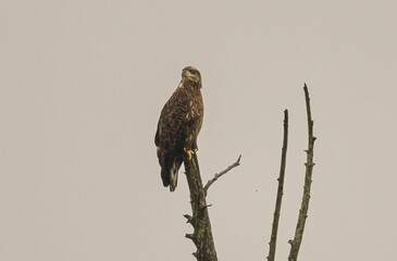 Lone bird of prey perched on a leafless tree © Robert Beal/Wirestock Creators