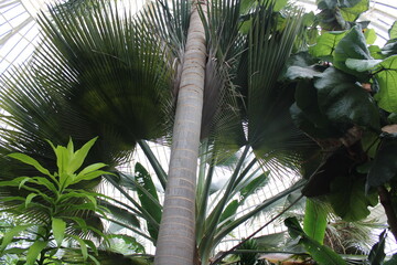 Big tropical Palm Tree Landscapes