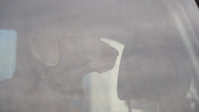 Dog is left alone in a locked car. Leaving pets locked in cars is never safe. Danger of overheating or hypothermia. Negligence of the owner and a threat to health