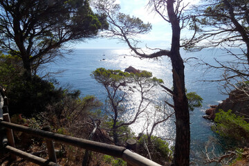 Coast with rocks and blue sea full of trees that reach almost to the sea.
