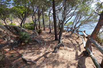 pine roots coming out of the soil looking for water and nutrients