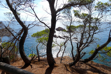 Coast with rocks and blue sea full of trees that reach almost to the sea.