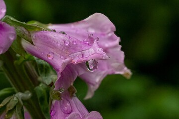 Closeup shot of foxglove flowers with raindrops