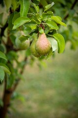 Two ripe or unripe pears covered with raindrops grow on a tree. Juicy fruits close-up. Harvesting. Fruits are green or yellow in color with red. Мertical image