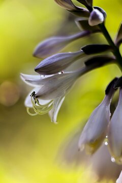 Vertical Shot Of A Dewdrop On A White Flower