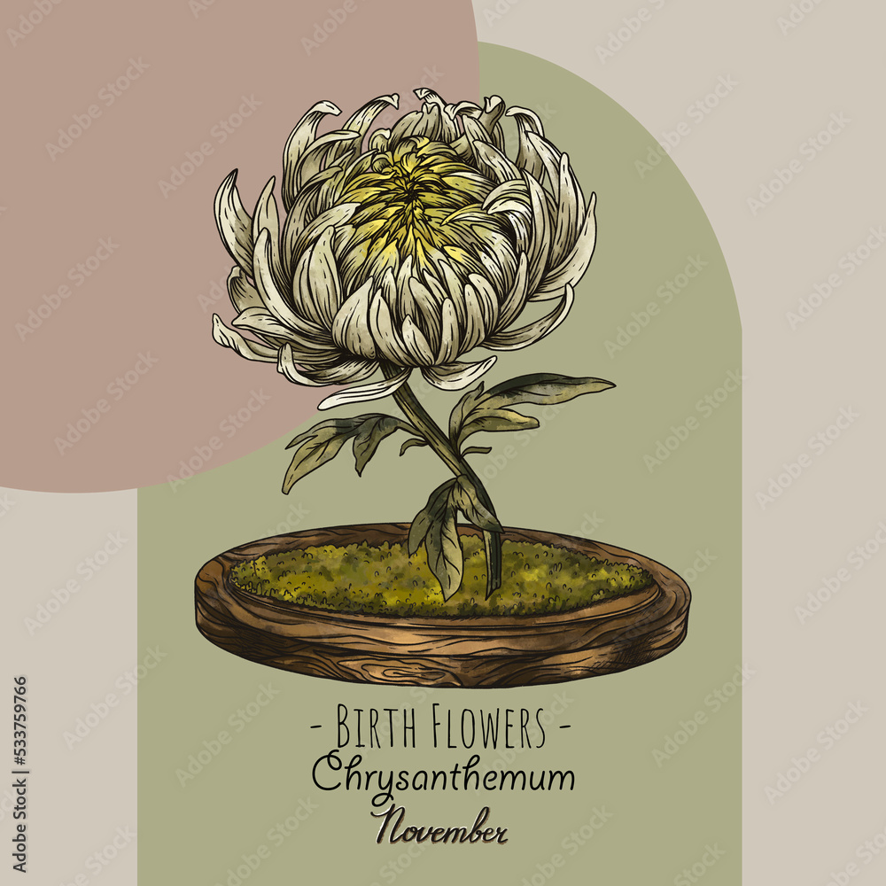 Wall mural vintage hand drawn birth month flowers, chrysanthemum flower, november magic floral illustration