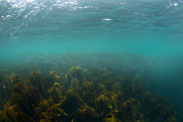 lesser sand eels are swimming in the school. Diving in Scotland water. Nature in Europe. - obrazy, fototapety, plakaty