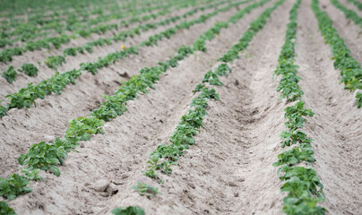 Fototapeta na wymiar Emerging potatoes. Young potato plants in ridges, agricultural cultivation in spring.