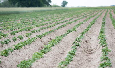 Emerging potatoes. Young potato plants in ridges, agricultural cultivation in spring.
