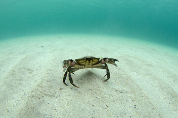 Velvet swimming crabs is walking on the bottom. Diving in Scotland water. Nature in Europe.  - obrazy, fototapety, plakaty