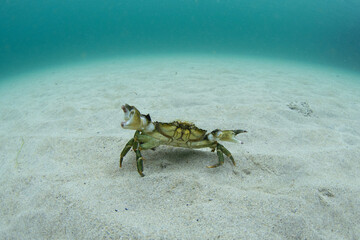 Velvet swimming crabs is walking on the bottom. Diving in Scotland water. Nature in Europe.  - obrazy, fototapety, plakaty