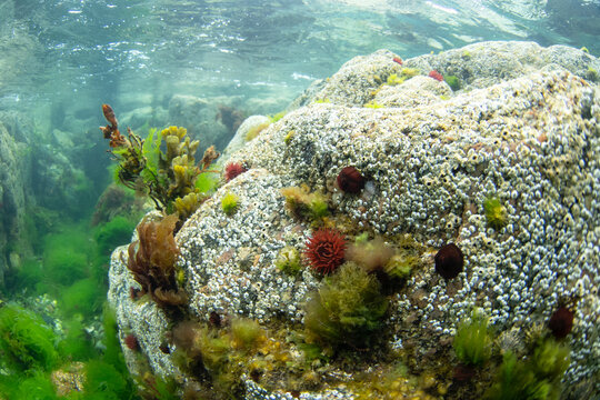 Strawberry anemone on the bottom. Actinia fragacea on the scottish coast. Diving in Scotland water. Nature in Europe.