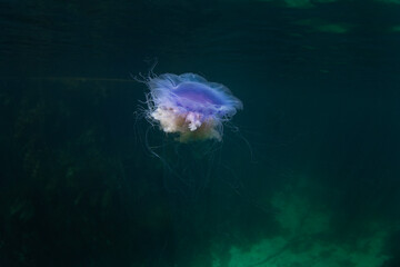 Blue jellyfish is swimming near the Scotland coast. Big jellyfish in the ocean. Marine life near...