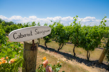 A sign indicates Cabernet Sauvignon grapes are contained in the vineyard behind. - obrazy, fototapety, plakaty