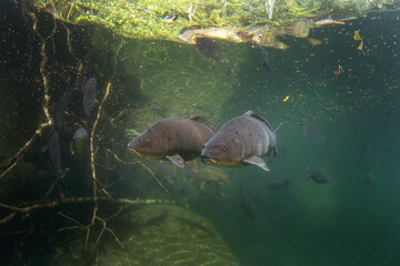 Common carps are swimming in the lake. Diving in Czech water. Nature in Europe. 