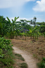 Fototapeta na wymiar Palm trees in the field.