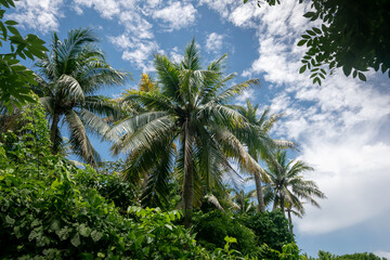 Fototapeta na wymiar Palm trees and blue sky.