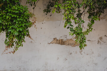 Deteriorated white wall with vine