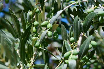 Oliwki dojrzewają w ciepłym klimace Włoch, Gargano. Drzewo oliwkowe, oliwa z oliwek. Zieleń.