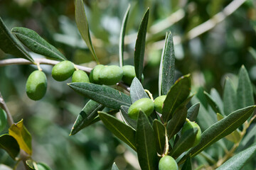 Oliwki dojrzewają w ciepłym klimace Włoch, Gargano. Drzewo oliwkowe, oliwa z oliwek. Zieleń. - obrazy, fototapety, plakaty