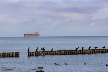 birds on wodden breakwater in the sea