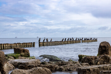 birds on wodden breakwater in the sea
