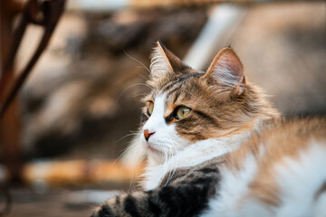 Fototapeta premium Gatto tigrato 