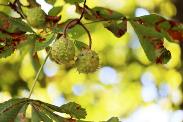 Drzewo kasztanowca jesienią z owocami kasztana.  - obrazy, fototapety, plakaty
