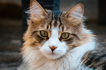 Gatto guarda la telecamera