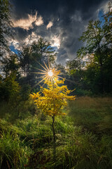 First colours of autumn in the forest