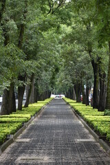 Tree-Lined Urban Walking and Cycling Path in Mexico City
