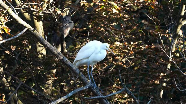 Great egret stretching its wings with a great blue heron roosting on the same tree near by one the shoreline of Humber River, Toronto, Ontario, Canada