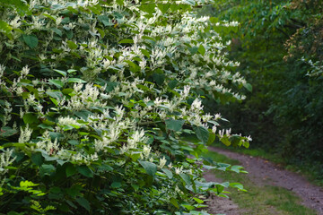 flowers in the garden