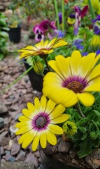 yellow and purple flowers