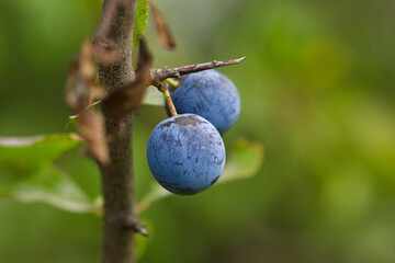 blueberries on a tree